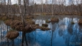 006_Biebrza - kwiecien 2010